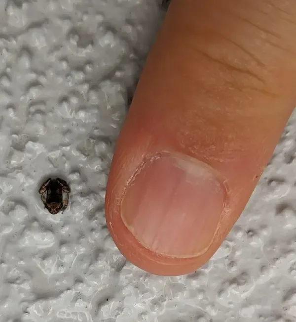 A close-up photo shows a very small, dark-colored insect with a segmented body and visible legs, positioned on a textured…